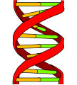 Genetics Careers - Job Description Facts & Information