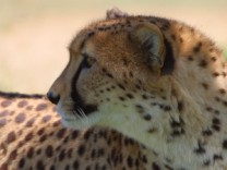 Cheetah facts