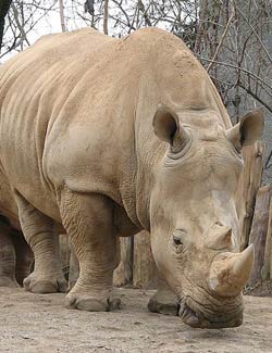 Rhinoceros facts