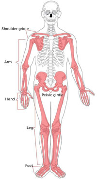 Appendicular Skeleton