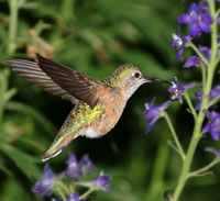 Hummingbird facts