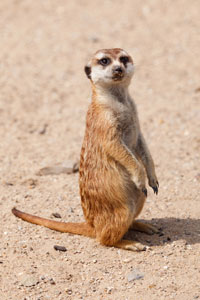 Meerkat facts