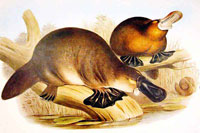 Platypus facts