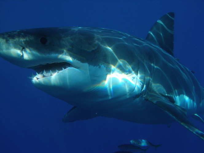 A close up photo of a scary looking great white shark as it swims through the blue water with some smaller fish close behind.