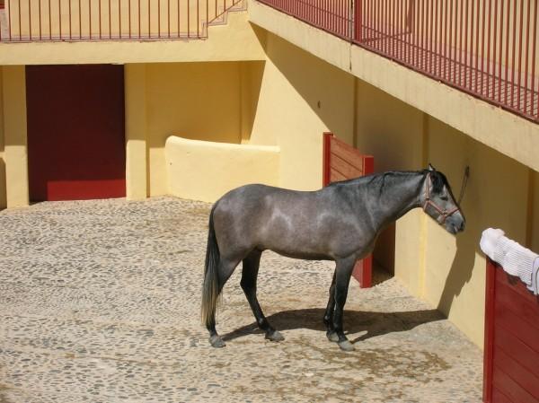 A horse waits patiently in its stable before it can resume activity.