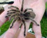 chilean rose tarantula