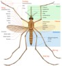 mosquito diagram