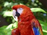 scarlet macaw