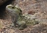 tuatara