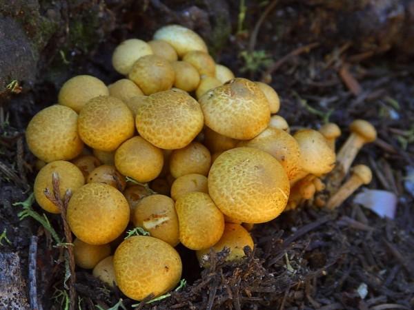 This photo shows a bunch of mushrooms sprouting in the shade of a forest