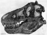 Tyrannosaurus rex picture