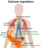 calcium regulation