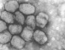 smallpox virus