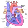 heart diagram