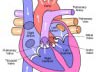 Heart diagram