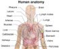 Human organs