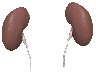 kidneys