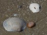 Beach Shells