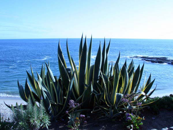 This interesting looking coastline plant sits near the waters edge. It features a number of leaves pointing upwards.