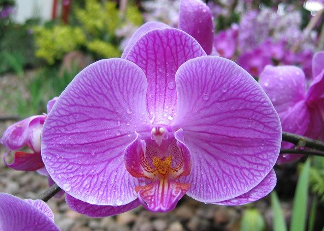 A close up photo of a gorgeous orchid with droplets of water on the petals after some rain.