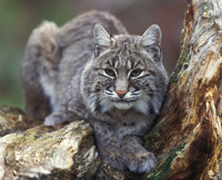 Bobcat facts