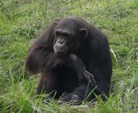 Chimpanzee facts