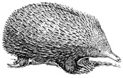 Interesting Information about Echidnas