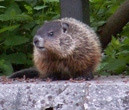 Interesting Information about Woodchucks