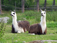 Llama facts